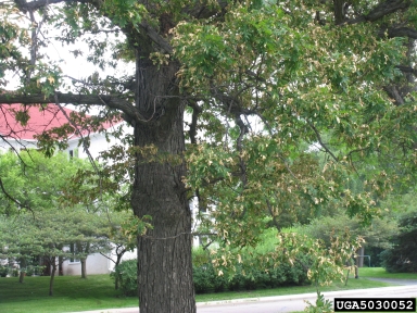 Anthracnose (Oak)